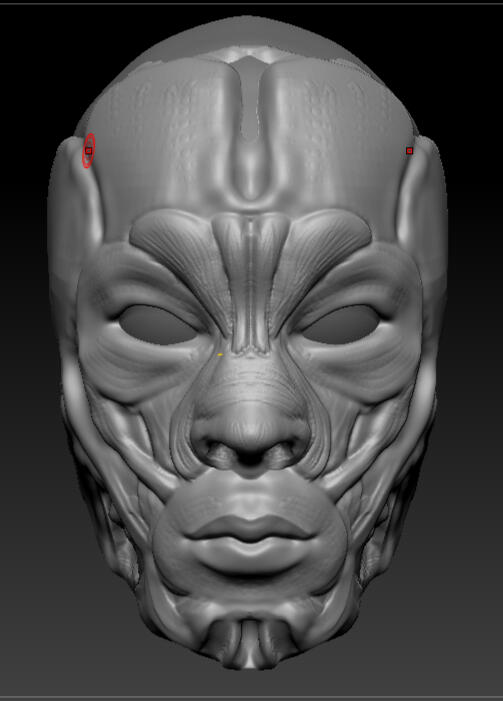 Quick facial musculature study in ZBrush.