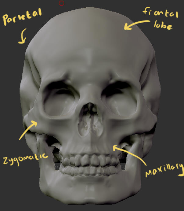 Skull model created in ZBrush